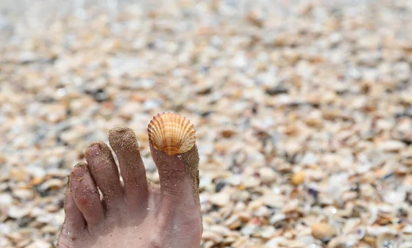 big toe of the foot with a shell on top and the background of thousands of tropical shells