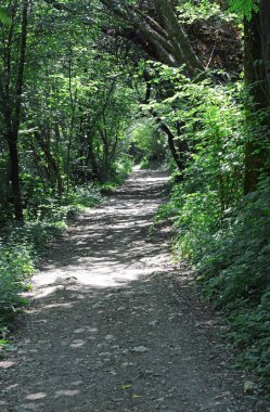 narrow Dirt path in the middle of the lush forest towards infinity without people