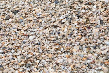 background of thousands of shell of various sea species