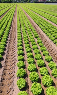 green head of fresh lettuce grown in the cultivated field in summer