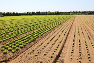 green head of fresh lettuce grown in the cultivated field in summer