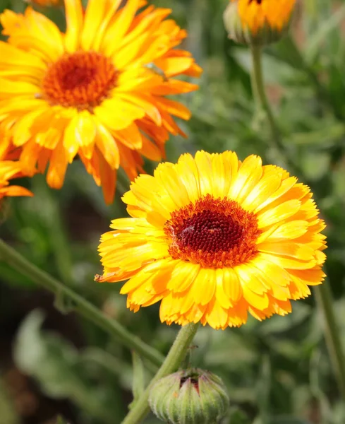 Big Yellow Marigold Flowers Production Medicines Essential Oils — Stockfoto