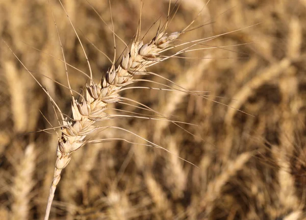 Ripe Golden Ear Wheat Seeds Ready Harvested Summer — 图库照片