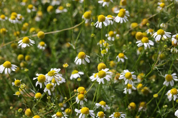 White Chamomile Flowers Production Relaxing Herbal Teas Summer — Fotografia de Stock
