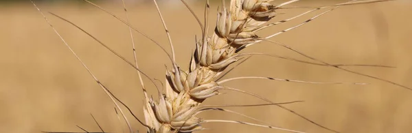 Ripe Golden Ear Wheat Seeds Ready Harvested Summer — 图库照片