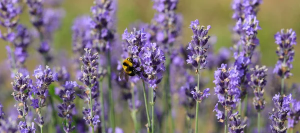 Bumblebee Insect Sucking Nectar Fragrant Lavender Flowers Useful Pollinating Other — Stok fotoğraf