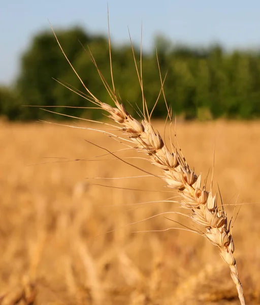 Ripe Golden Ear Wheat Seeds Ready Harvested Summer — 图库照片