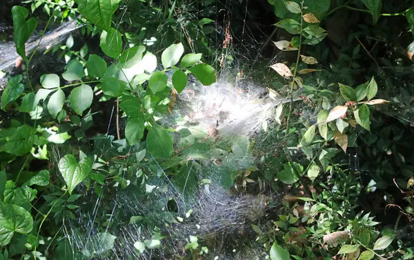 Large White Cobweb Woven Branches Undergrowth Summer — Stockfoto