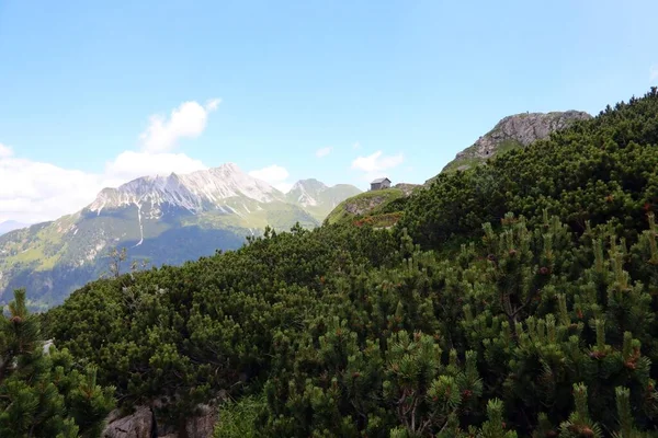 Typical Vegetation Alps Green Mountain Pines Summer — Stockfoto