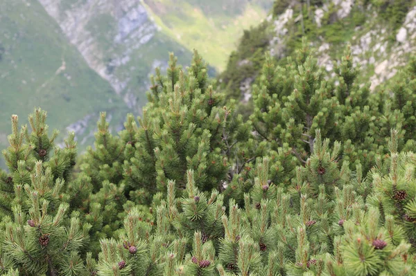 Typical Vegetation Alps Green Mountain Pines Summer — Zdjęcie stockowe