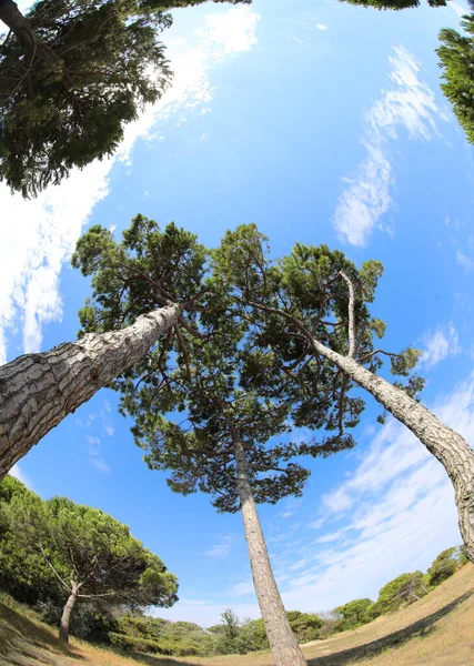 Sea Pine Type Trees Wrinkled Bark Seen Summer People — ストック写真