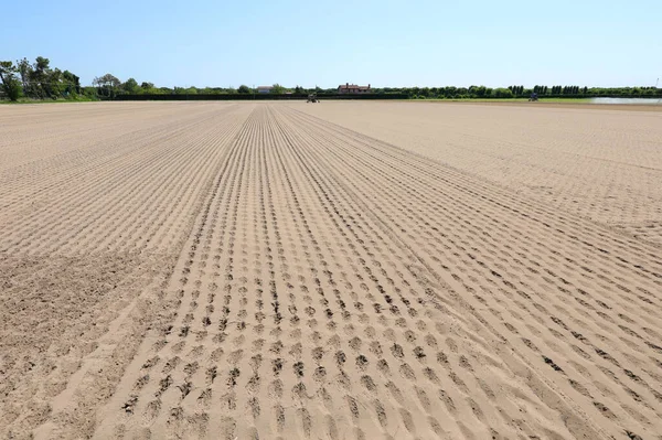 Large Field Cultivated Completely Arid Due Drought Summer — Photo
