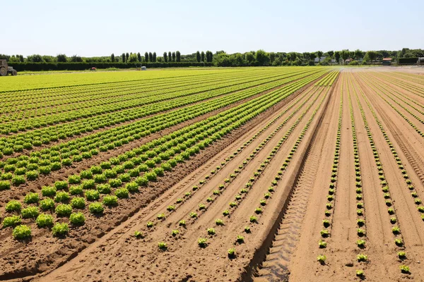 Green Head Fresh Lettuce Grown Cultivated Field Summer — Zdjęcie stockowe