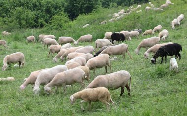 herd with white shorn sheep grazing in the mountains in summer
