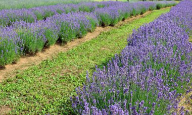 lavender flower bushes in the field to production of perfumes and essential oils