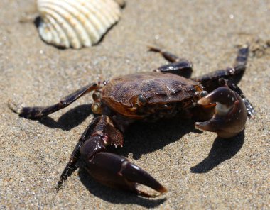 Deniz kıyısında güçlü pençeleri olan büyük yengeç.