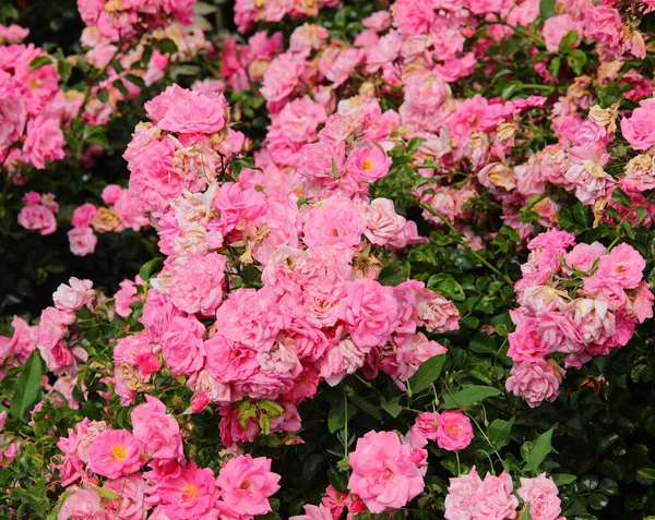 Background Pink Flowers Rose Garden Blossomed Spring — Stock Photo, Image