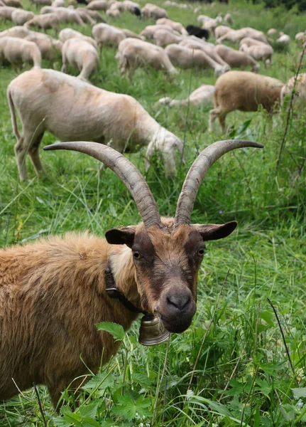 Snout Goat Long Horns While Grazing Grass Mountains — Φωτογραφία Αρχείου