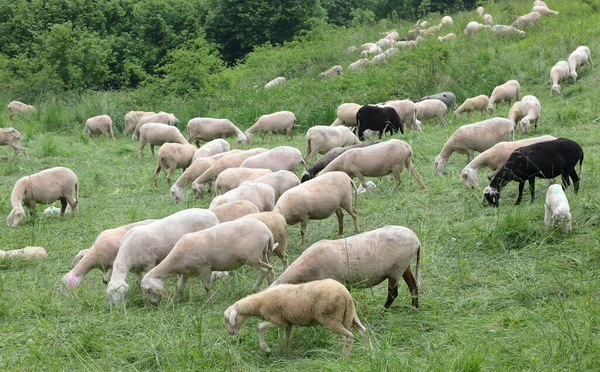 Herd White Shorn Sheep Grazing Mountains Summer — Stock Photo, Image