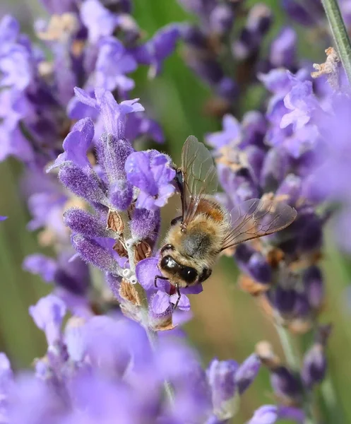 Bee While Sucking Nectar Lavender Flower Field Summer — Stockfoto
