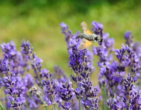 hummingbird hawk-moth insect that flies flapping its wings very quickly on the fragrant lavender flowers