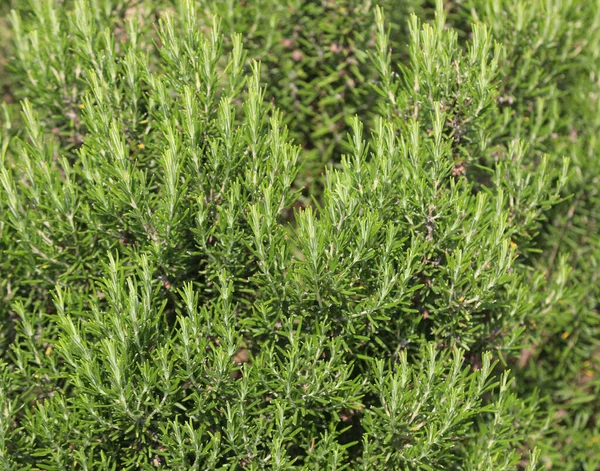 Zielony Rozmaryn Pozostawia Typową Roślinę Aromatyczną Obszaru Śródziemnomorskiego Powszechnie Stosowane — Zdjęcie stockowe