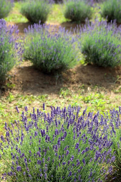 Lavender Flower Bushes Field Production Perfumes Essential Oils — стоковое фото