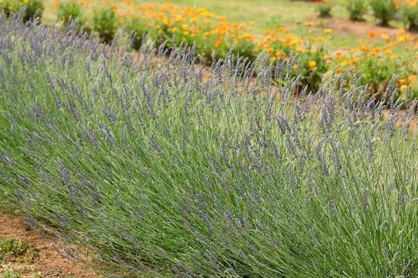Lavender Flower Bushes Field Production Perfumes Essential Oils — стоковое фото