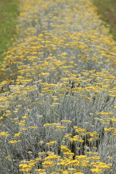 Yellow Flowers Helichrysum Plant Cultivated Field Summer — Stok fotoğraf