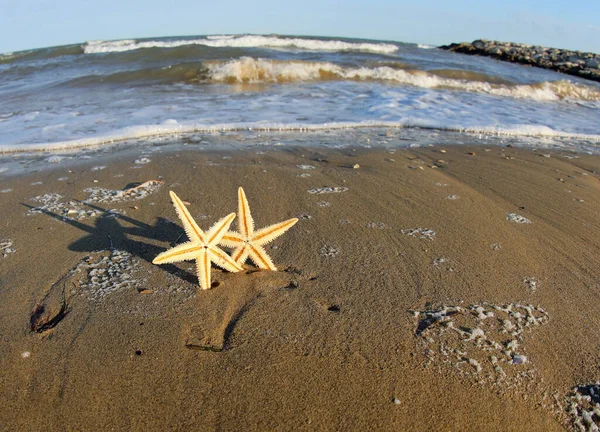 海滩上的两只小海星好像手牵着手 — 图库照片