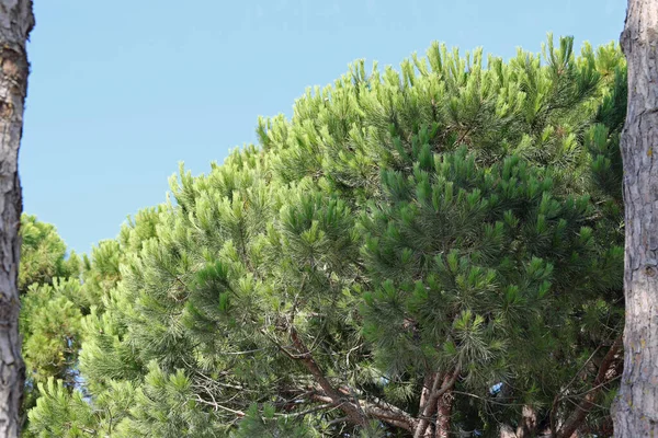 Gröna Träd Typen Maritime Pine Mellan Två Stammar Utan Människor — Stockfoto