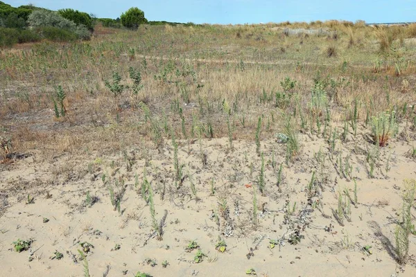 Paisagem Estéril Matagal Mediterrânico Típico Com Arbustos Areia — Fotografia de Stock