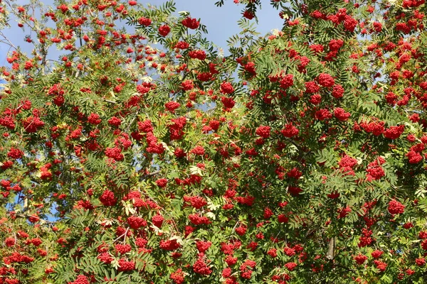 Árbol Con Bayas Rojas Maduras Llamado Sorbus Aucuparia Comúnmente Serbal — Foto de Stock