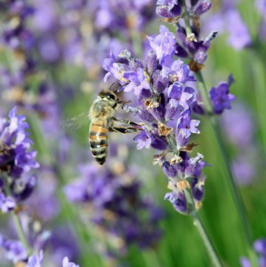 bee while sucking nectar from lavender flower in the field in summer