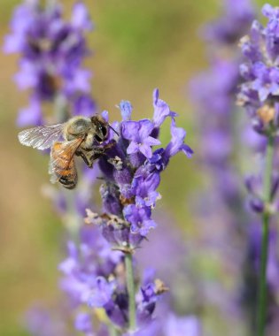 bee while sucking nectar from lavender flower in the field in summer