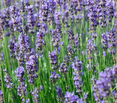 Parfüm ve gerekli yağları elde etmek için yoğun kokulu lavanta çalılarıyla endüstriyel tarım