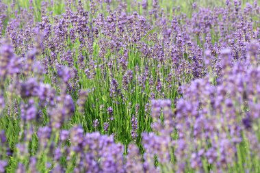 lavender flower bushes in the field to production of perfumes and essential oils