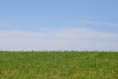 simple nature background with blue sky above and green grass below with no people ideal for writing custom text