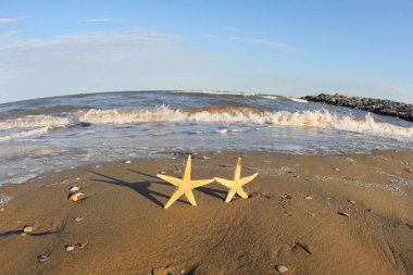 Deniz kıyısında el ele tutuşmuş iki deniz yıldızı ve denizin dalgaları.