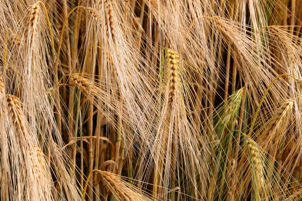 Yellow Background Golden Wheat Ears Wheat Ripened Harvest Summer — 스톡 사진