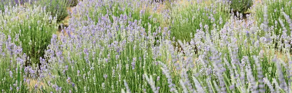 Lavender Flower Bushes Field Production Perfumes Essential Oils — 图库照片
