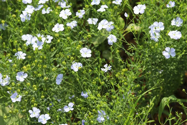 Pequenas Flores Azuis Fábrica Linho Para Produção Sementes Tecidos Preciosos — Fotografia de Stock