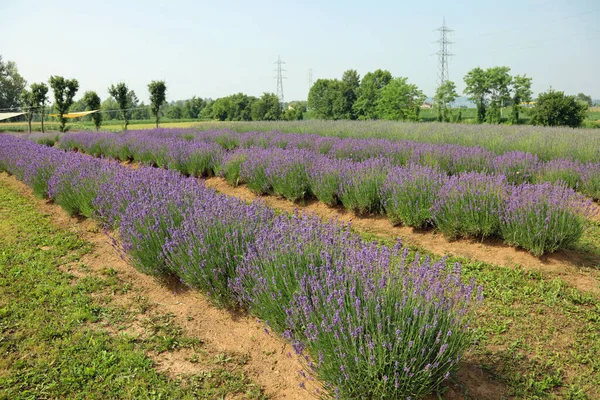 Lavender Flower Bushes Field Production Perfumes Essential Oils — Stockfoto