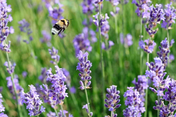 Bumblebee Insekt Flyger Från Blomma Till Lavendel Blomma Att Pollinera — Stockfoto