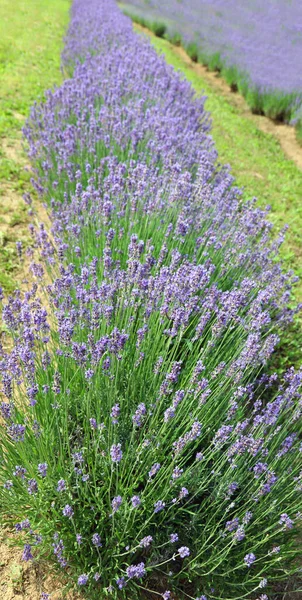 Lavender Flower Bushes Field Production Perfumes Essential Oils — Fotografia de Stock