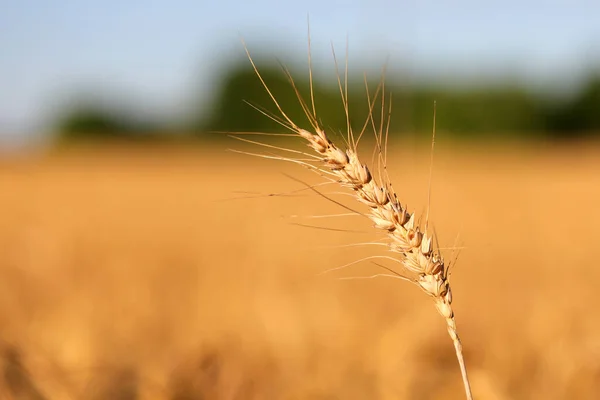 Ripe Golden Ear Wheat Seeds Ready Harvested Summer — Zdjęcie stockowe