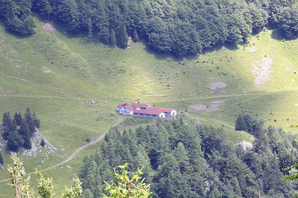 夏に牛がいる緑の清掃にある高山の小屋 — ストック写真