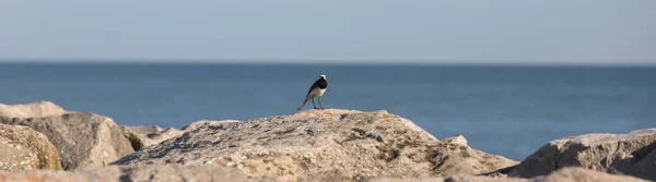 Eenzaam Vogeltje Rotsen Aan Zee — Stockfoto