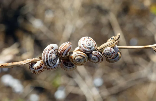 Snigel Skal Kallas Bovoletti Som När Kokta Typisk Maträtt Norra — Stockfoto