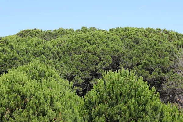 Толстая Зеленая Листва Деревьев Типа Maritime Pine Людей — стоковое фото